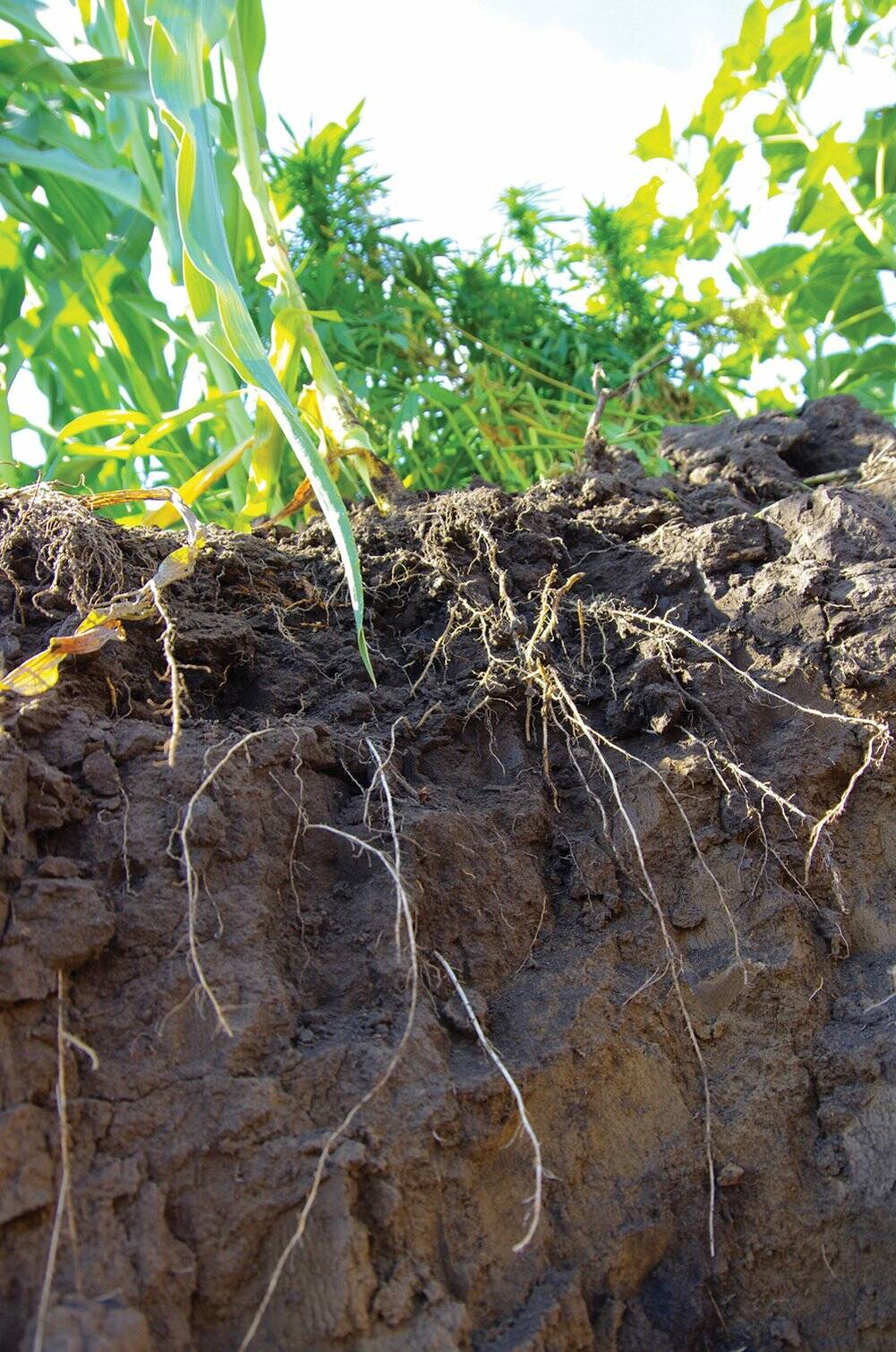 Cover crop rooting profiles get a close up during a Manitoba crop tour. Photo: Alexis Stockford