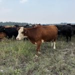 Genotyping in the beef industry isn’t expected to replace visual appraisal. Photo: File
