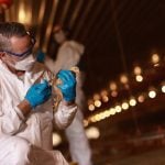 Europe, North America face early wave of bird flu cases