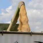Soybeans are transferred from the combine into a waiting truck after  harvest in Amaranth Ontario, October 6, 2025. Photo Diana Martin