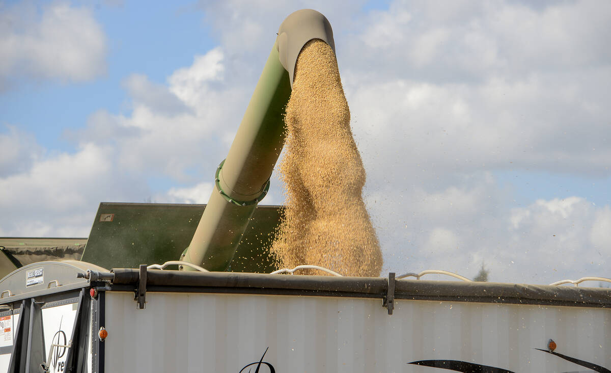 Soybeans are transferred from the combine into a waiting truck after  harvest in Amaranth Ontario, October 6, 2025. Photo Diana Martin