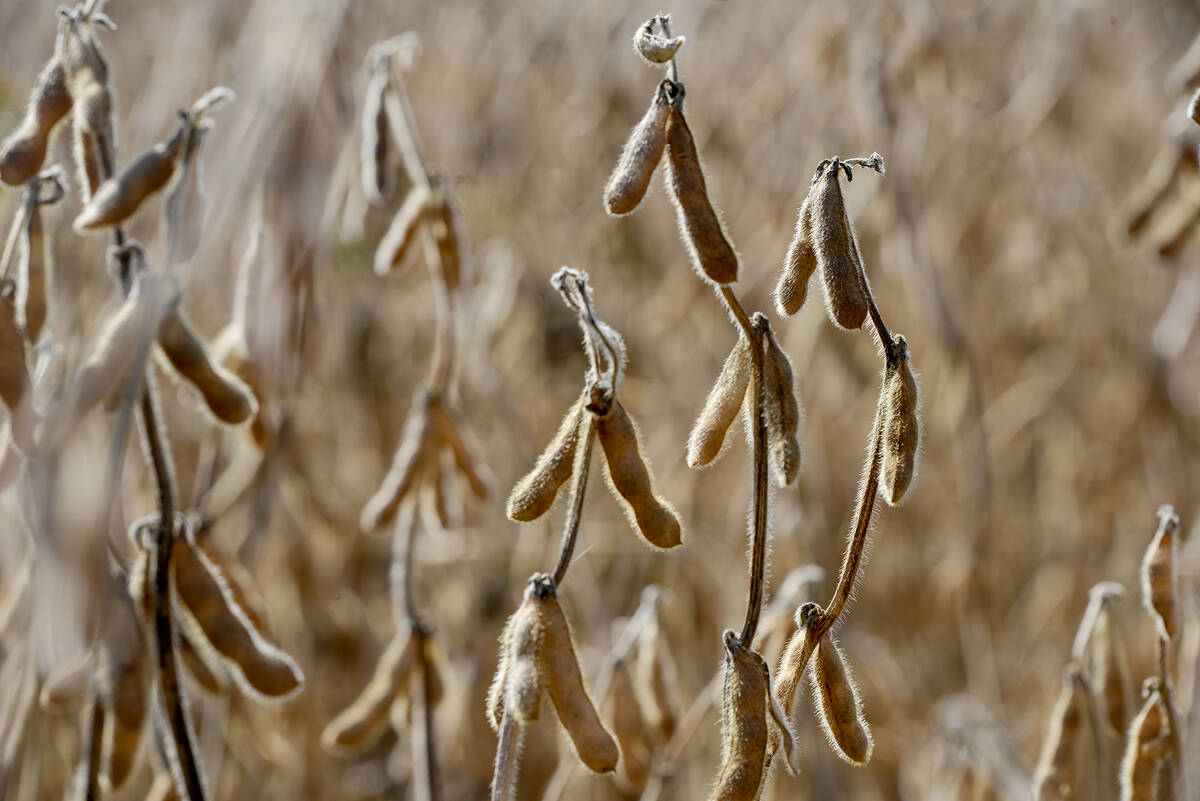 Chinese purchase numbers of U.S. soybeans are one expected crux point of the market as data trickles out from the U.S. government shutdown. Photo: Diana Martin