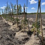 The Ochapowace Community Garden project aims to reconnect youth with traditional practices, involve elders, and supply healthy produce locally. Photo: Courtsesy NCIAF