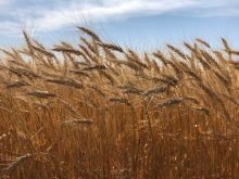Australia raises wheat harvest estimate by nearly two million tonnes