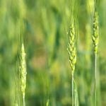 The 2025 wheat crop develops in early summer in central Manitoba. Photo: Alexis Stockford