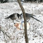 Whiskey jacks work a lump of deer fat placed near a deer blind. Photo: Tim Sopuck 