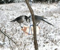 Whiskey jacks work a lump of deer fat placed near a deer blind. Photo: Tim Sopuck
