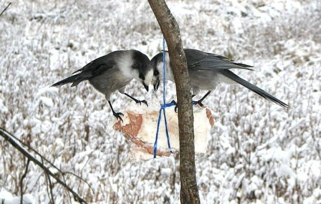 Whiskey jacks work a lump of deer fat placed near a deer blind. 
