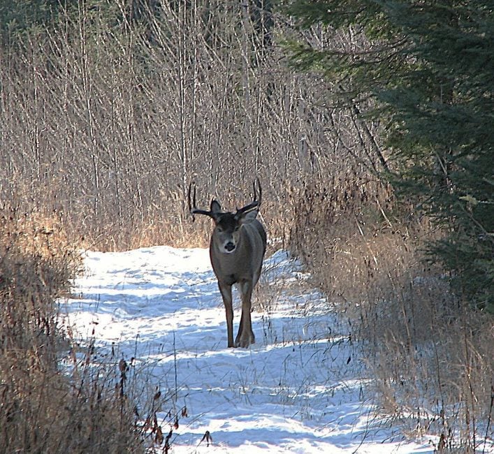 With lower hunting pressure, Manitoba’s mixed woods can support good numbers of mature bucks. Photo: Tim Sopuck