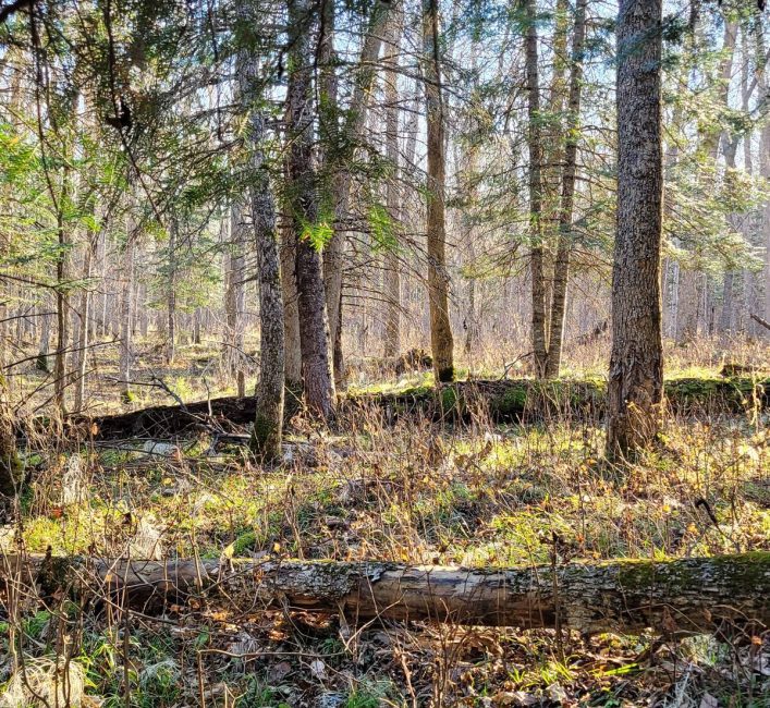 Sunrise in a Manitoba mixed-woods forest. Photo: Tim Sopuck