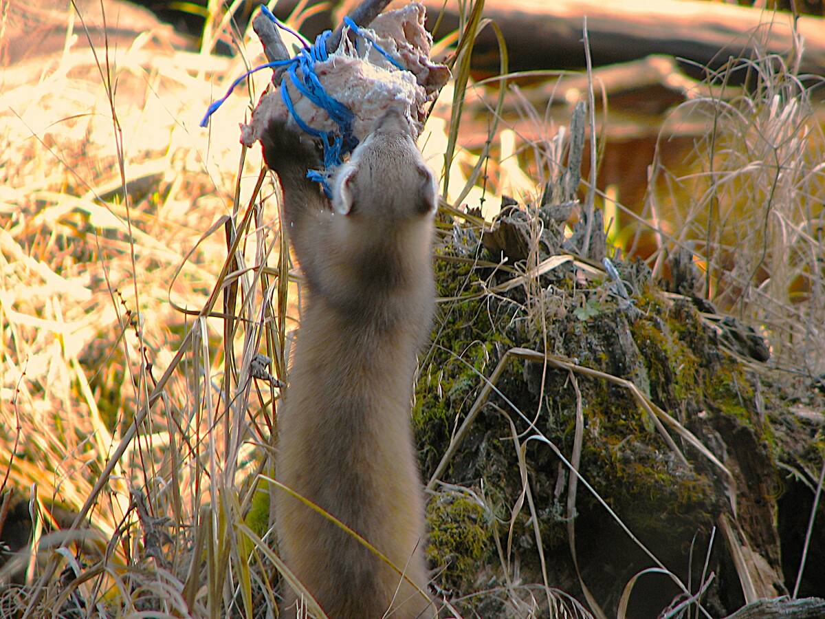 A pine martin works over some fat the writer put up for whiskey jacks. Photo: Tim Sopuck