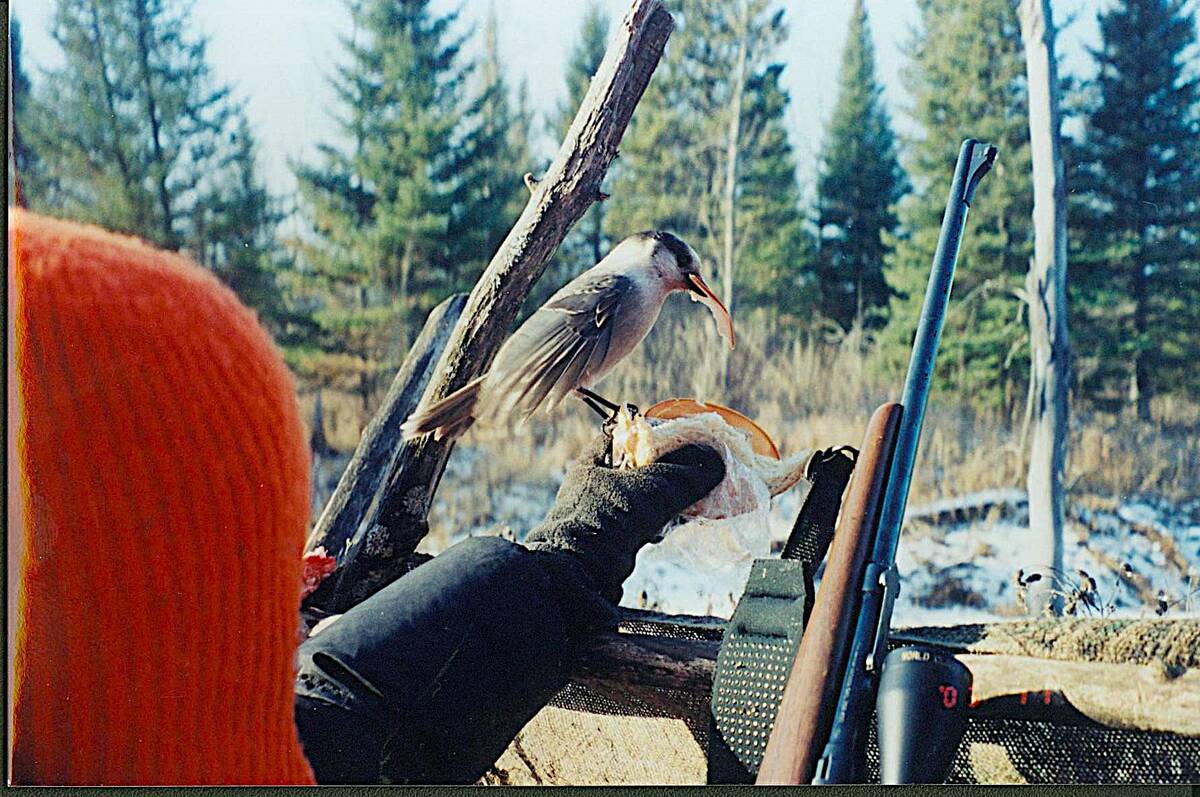 Whiskey jacks quickly get used to people, especially when food is involved. Photo: Tim Sopuck