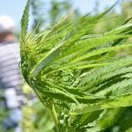 Canadian hemp stable, but stuck on growth