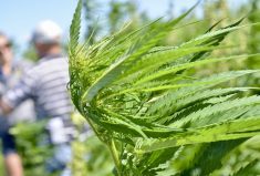 A hemp plant grows on a research crop plot at the Westman Agricultural Diversification Organization near Melita. Photo: Alexis Stockford