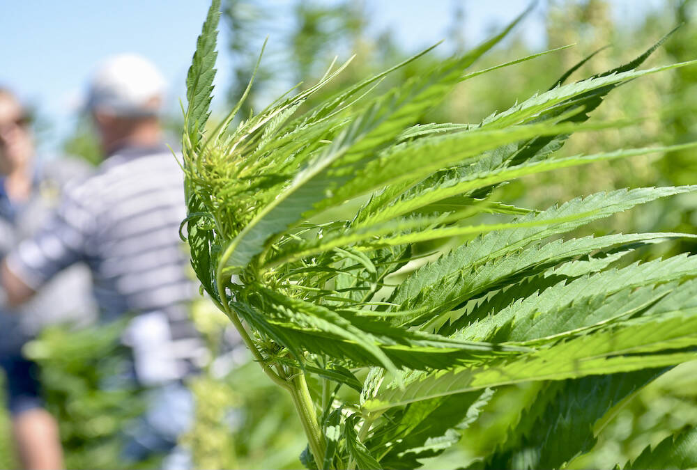 A hemp plant grows on a research crop plot at the Westman Agricultural Diversification Organization near Melita. Photo: Alexis Stockford