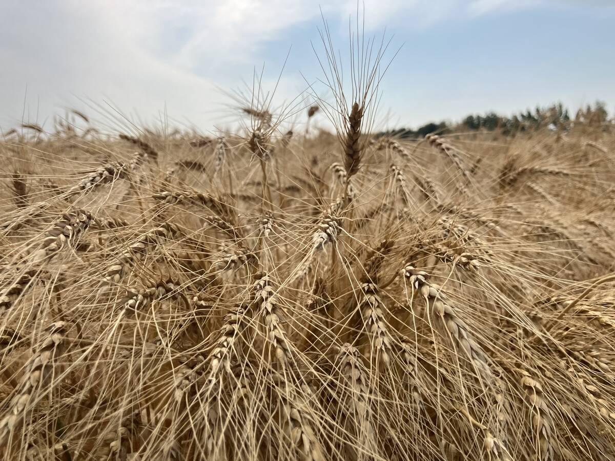 Pulse weekly outlook: Late Prairie seeding may sway acres out of peas