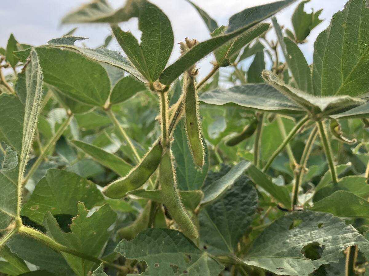 Green soybean pods by Selkirk. Photo: Greg Berg