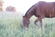 Lots of snow was falling in Alberta but not here in this horse pasture near Rochester, Alta., on Oct. 2.