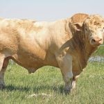 New research sheds light on infertility in bulls