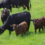 Cows, accompanied by their calves, graze pasture in a rotational grazing system, summer 2018. Photo: Alexis Stockford