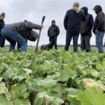 VIDEO: Drone seeding aids cover crop planting