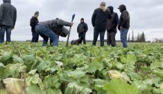 Attendees at a Manitoba Forage and Grassland Association grazing day event tour a drone-seeded cover crop test plot near Arnes, Man., on Oct. 30, 2025.  Photo: Greg Berg
