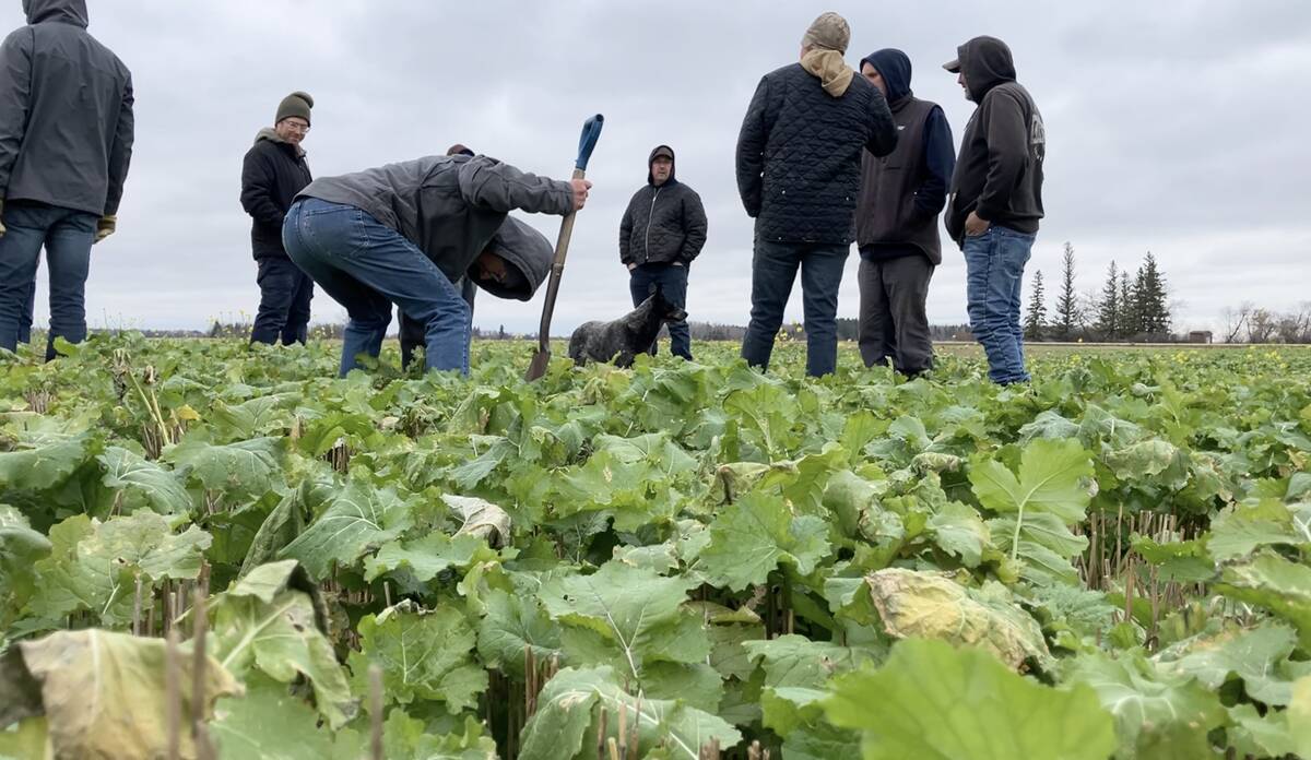 Attendees at a Manitoba Forage and Grassland Association grazing day event tour a drone-seeded cover crop test plot near Arnes, Man., on Oct. 30, 2025.  Photo: Greg Berg
