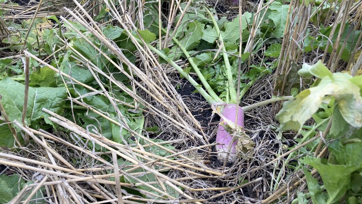 A turnip pokes out of the ground on a drone-seeded cover crop test site at Arnes, Man., on Oct. 30, 2025.  Photo: Greg Berg