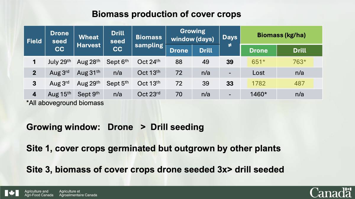 Biomass production at one drone-seeded cover crop site exceeded the drill-planted area by more than three times (helped by rain). Image: Agriculture and Agri-Food Canada, courtesy Oscar Molina