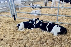 Young dairy calves in a pen. Photo: John Greig