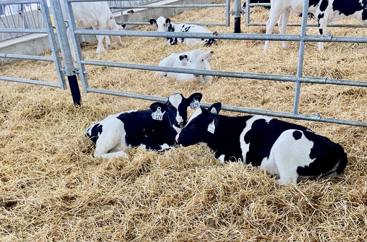 Young dairy calves in a pen. Photo: John Greig