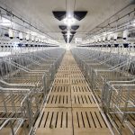 Sow housing at the Ontario Swine Research Centre. Photo: Diana Martin