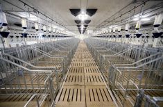 Sow housing at the Ontario Swine Research Centre. Photo: Diana Martin