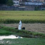 Indian farmers have ramped up planting of winter crops including wheat, rapeseed (canola) and chickpea, putting the country on track for record acreage.  Photo: Diptendu Dutta/Nur
