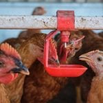 Highly pathogenic avian influenza has led to the culling of hundreds of millions of farmed birds in recent years. Photo: Nicolae Malancea/iStock/Getty Images
