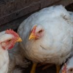 The USDA should take “renewed action” to fight bird flu as infections rise during the winter months, said 23 U.S. senators in a letter sent on Wednesday to Agriculture Secretary Brooke Rollins. Photo: Getty Images Plus
