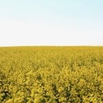 Manitoba data in on Maizex canola hybrids