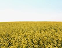 Maizex Seeds is releasing two new brands of canola hybrids for use in western Canada. The seeds will be available in fall 2025, so they can be grown in the 2026 growing season. Photo: Maizex Seeds