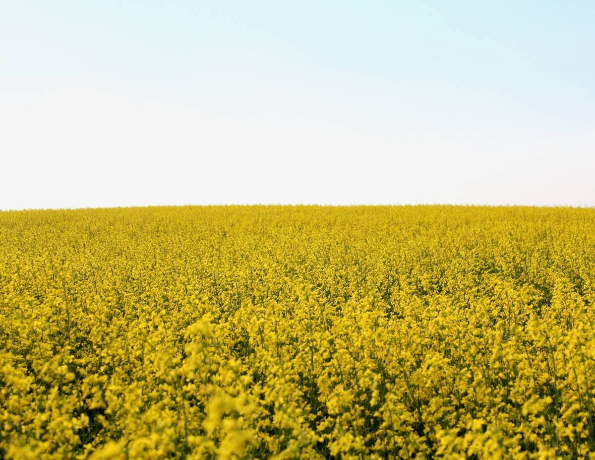 Maizex Seeds is releasing two new brands of canola hybrids for use in western Canada. The seeds will be available in fall 2025, so they can be grown in the 2026 growing season. Photo: Maizex Seeds