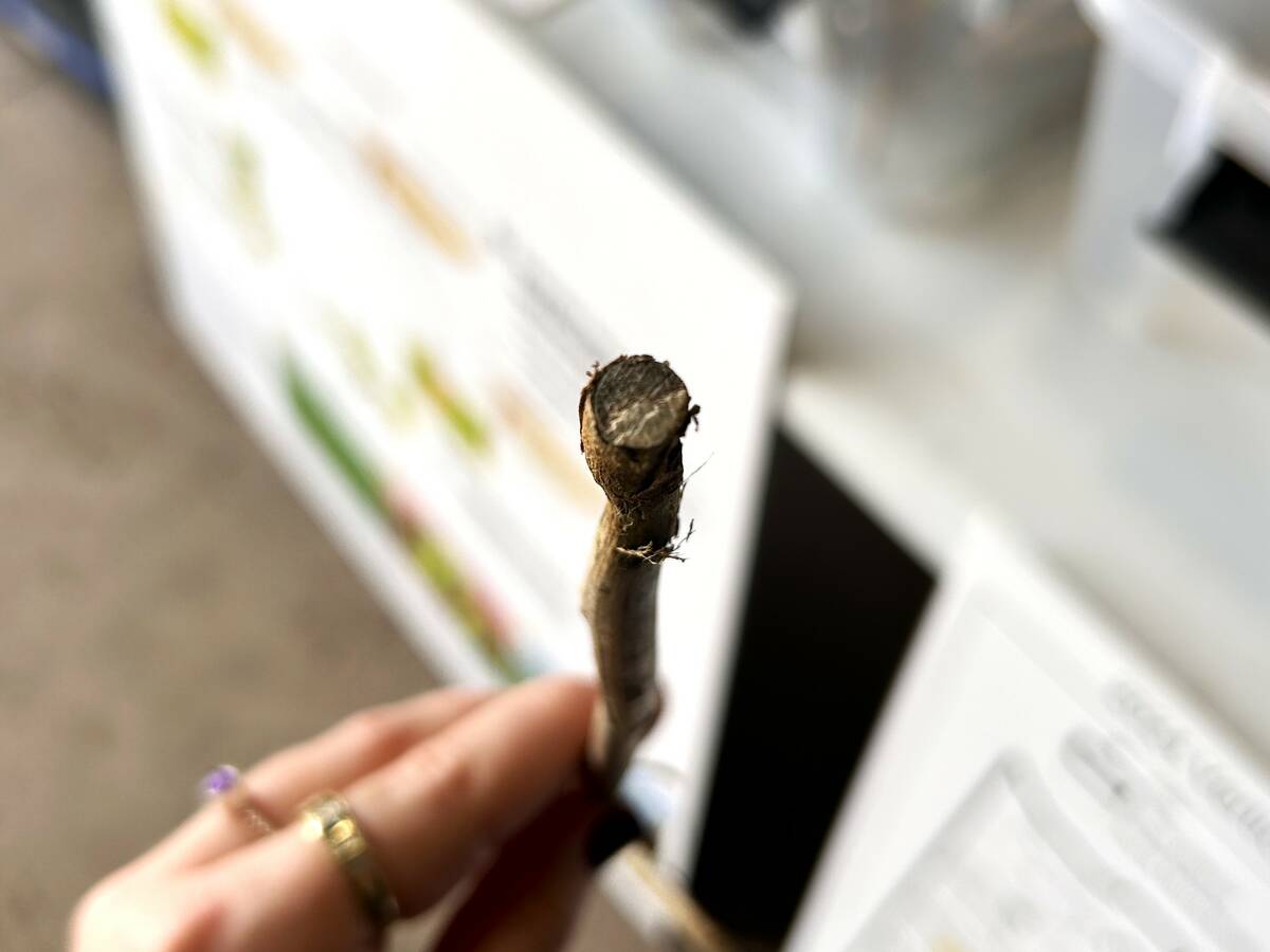 A canola stem in Western Canada shows signs of verticillium stripe. The disease was a problem in trial plots across most CVET sites this year. Photo: Janelle Rudolph