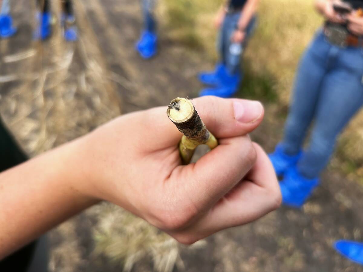 Blackleg symptoms can be seen in a cross section of a canola plant. It’s one of several diseases for which farmers are weighing when making decisions about which canola variety to grow in Western Canada. Photo: Janelle Rudolph
