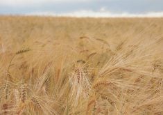 Feed Grain Weekly: Quiet trade to close the year