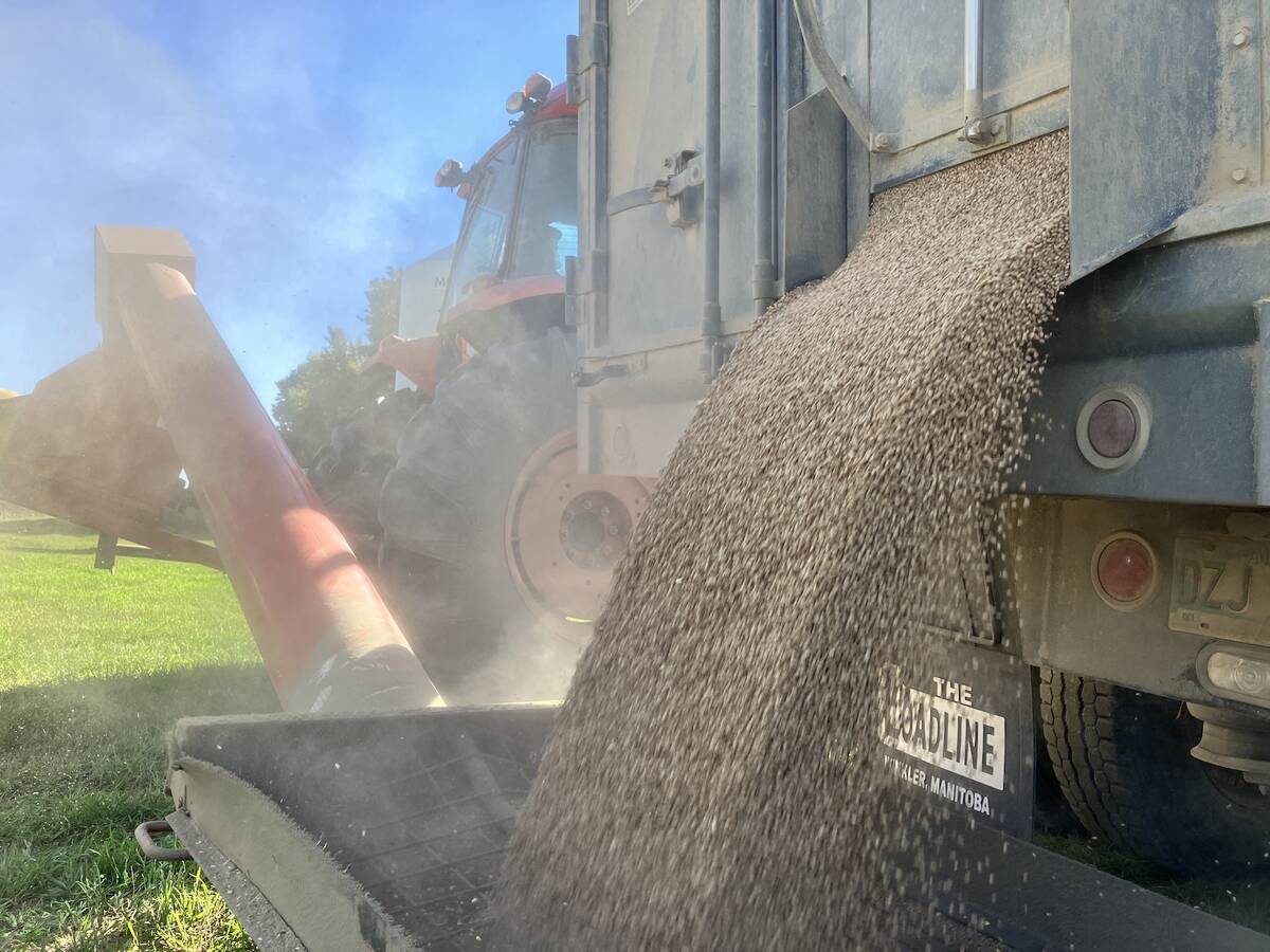 Grain truck unloading wheat in Binscarth, Manitoba on Sept. 25, 2025.