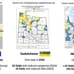 Alberta remains the epicentre of clubroot cases on the Prairies, as 98 per cent of the majority of cases have happened in that province | PP slide courtesy Stephen Strelkov