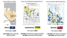 Alberta remains the epicentre of clubroot cases on the Prairies, as 98 per cent of the majority of cases have happened in that province | PP slide courtesy Stephen Strelkov
