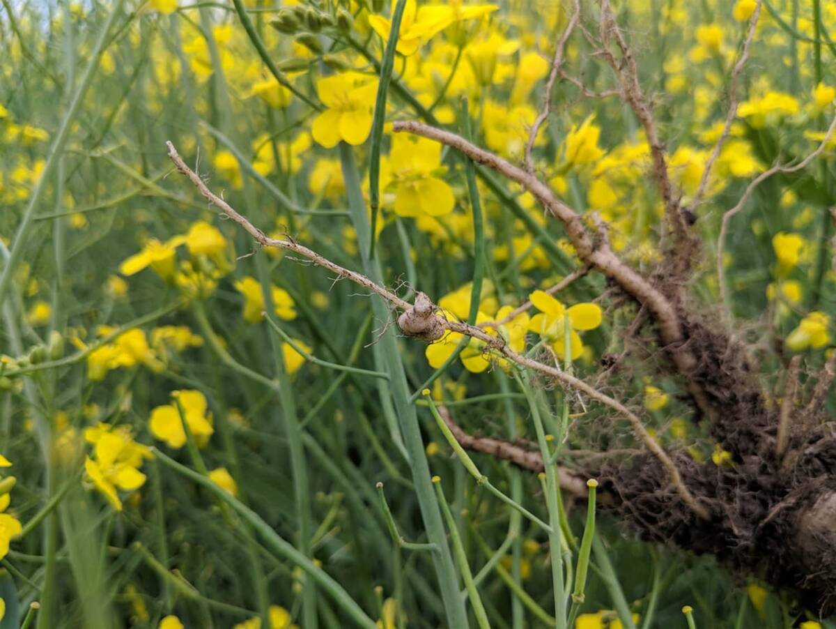 A canola field showing the early signs of clubroot infestation. Photo:File