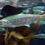 Canadian aquaculture wants farming treatment