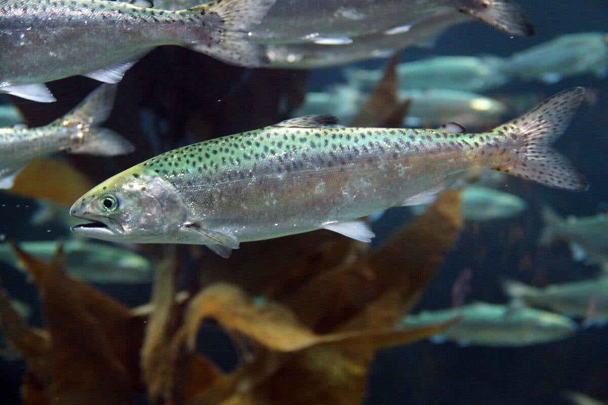 Artic char fish. Photo: BrendanHunter/istock/getty images