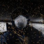 Canada too cold for New World screwworm