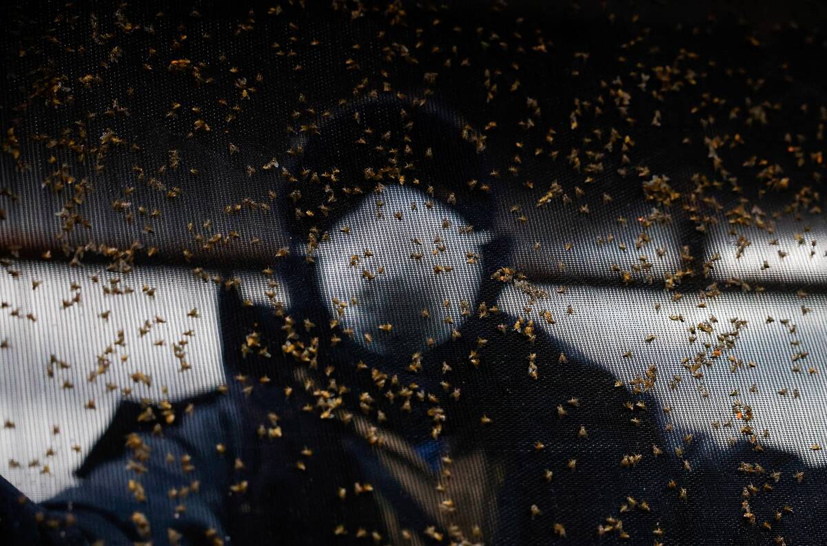 USABLE UNTIL JAN. 12, 2026
A worker handles a tray with Mediterranean fruit flies inside a bio-factory as Mexico's government reconditions a plant to a new sterile screwworm fly facility, part of the country's effort to eradicate the flesh-eating parasite that threatens its livestock industry and raises tensions with the United States, in Metapa de Dominguez, Mexico, Oct. 17, 2025. Photo: Daniel Becerril/Reuters